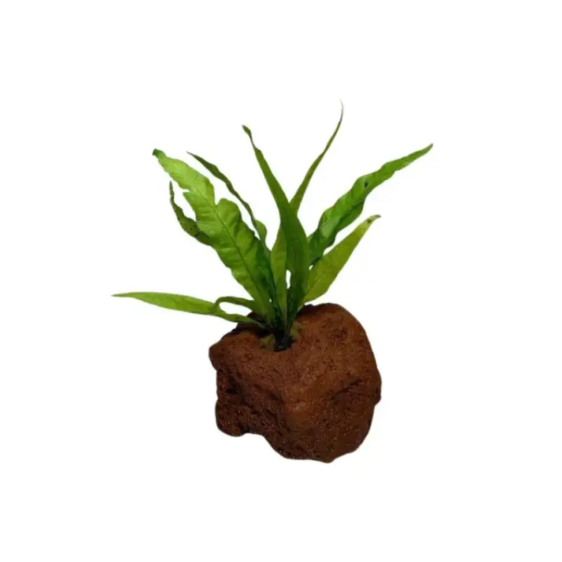 New Plant Arrivals