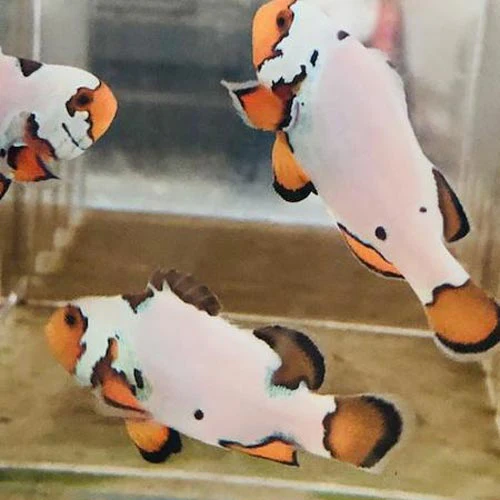 Snow Onyx Clownfish - Image 3