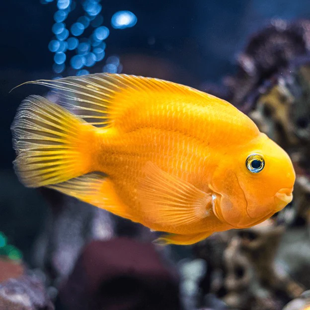 New Freshwater Arrivals